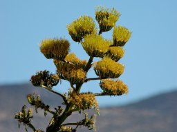 USA_Mexico2006-2007-045